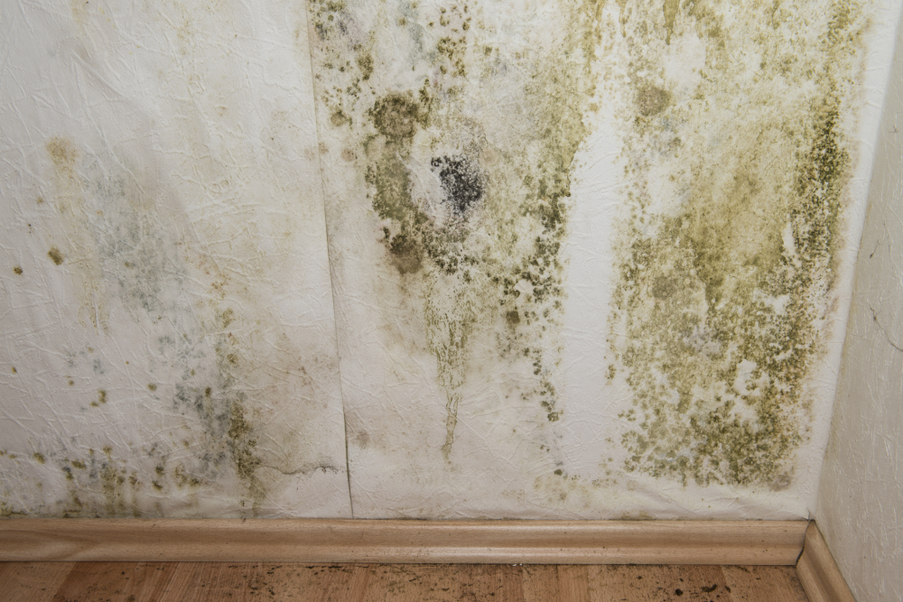 Costs Associated with Mold Inspections