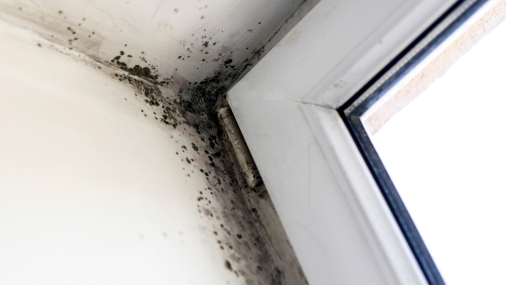 Mold Prevention Tips for New Homeowners