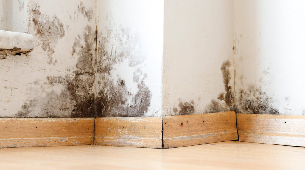 What is Mold and Why is it a Concern